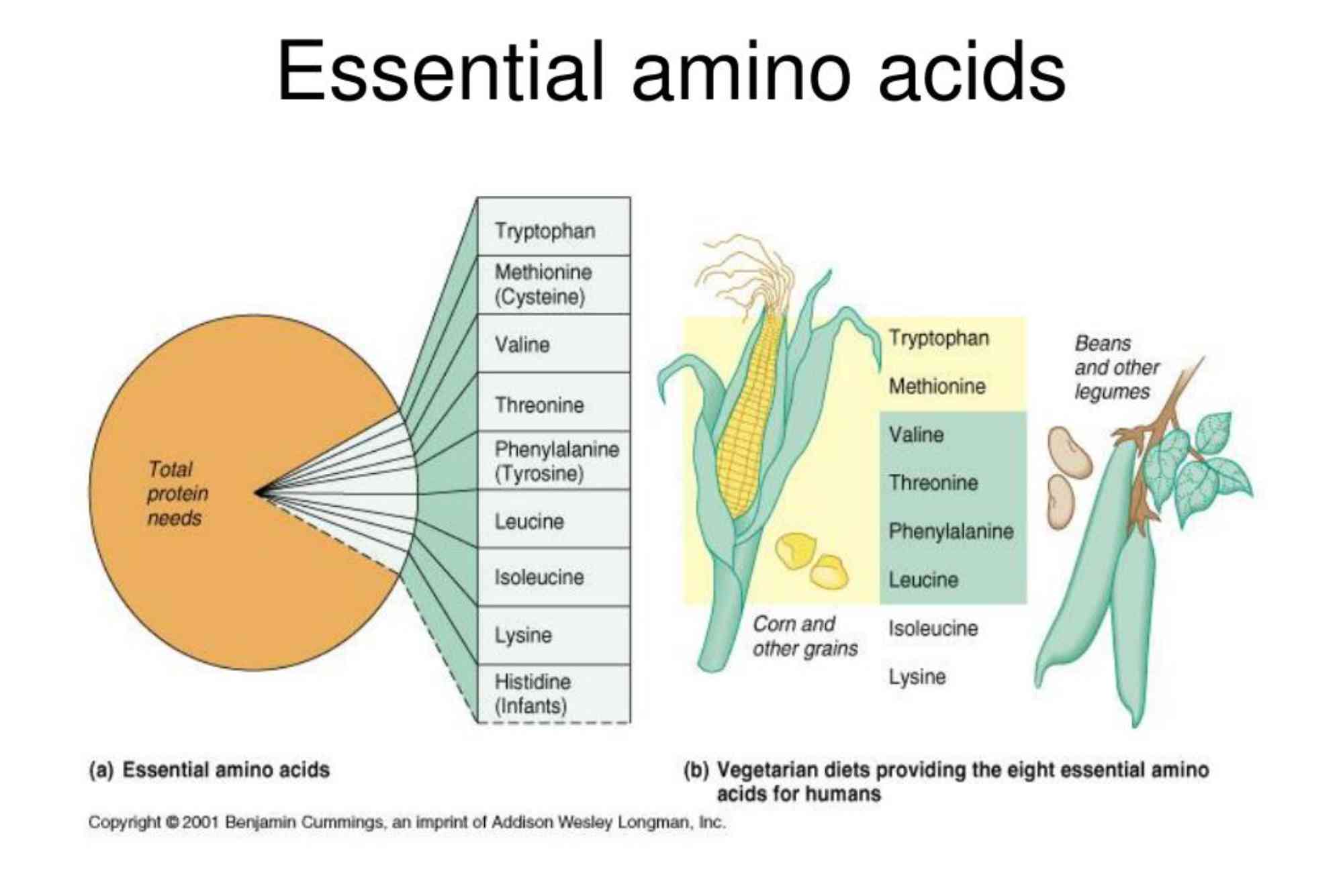 Proteins and Essential Amino Acids